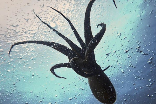 Kraken магазин